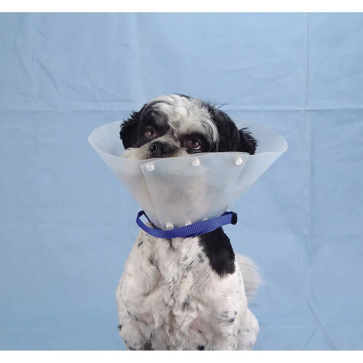 Ryan's Pet Supplies Adjustable Strap to Secure Elizabethan Style Collar
