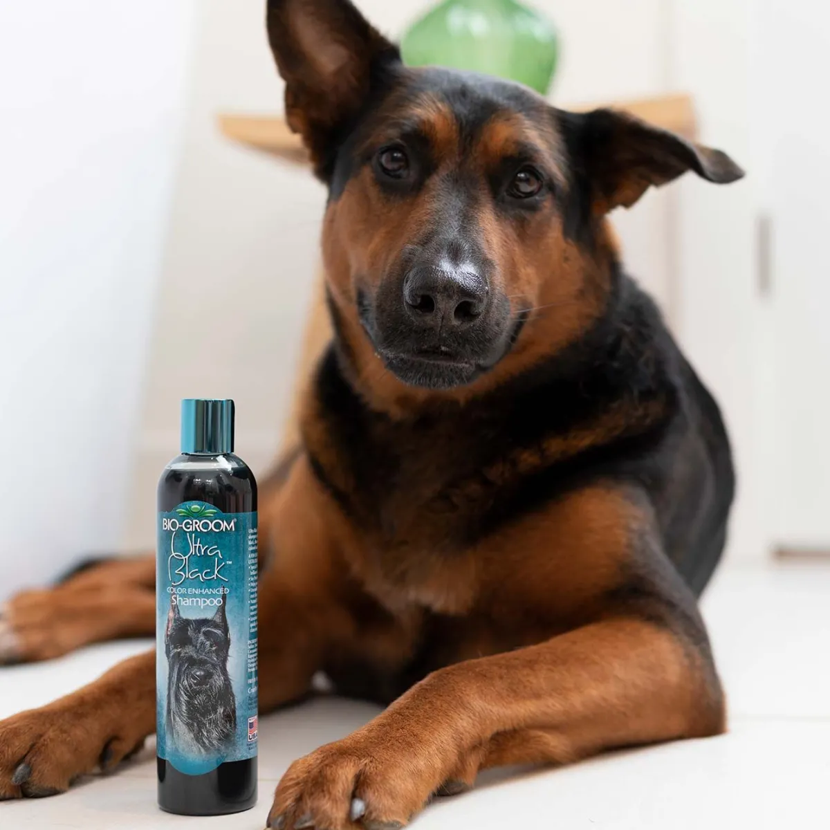 Ryan's Pet Supplies Bio-Groom Ultra Black Color Enhancing Pet Shampoo 8:1