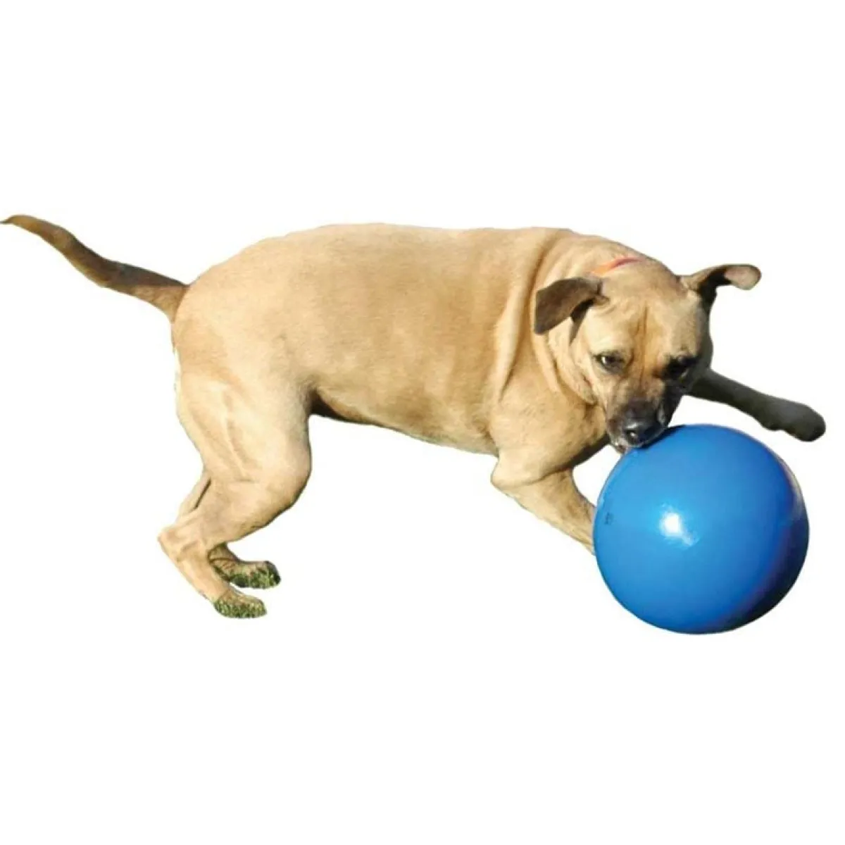 Ryan's Pet Supplies Boomer Ball Large 8"