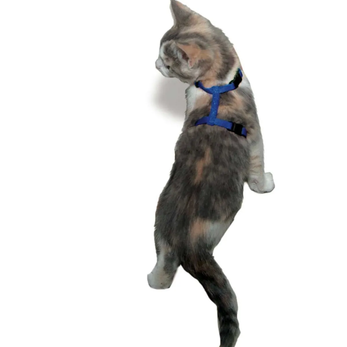 Ryan's Pet Supplies Coastal Adjustable Cat Harness 3/8"