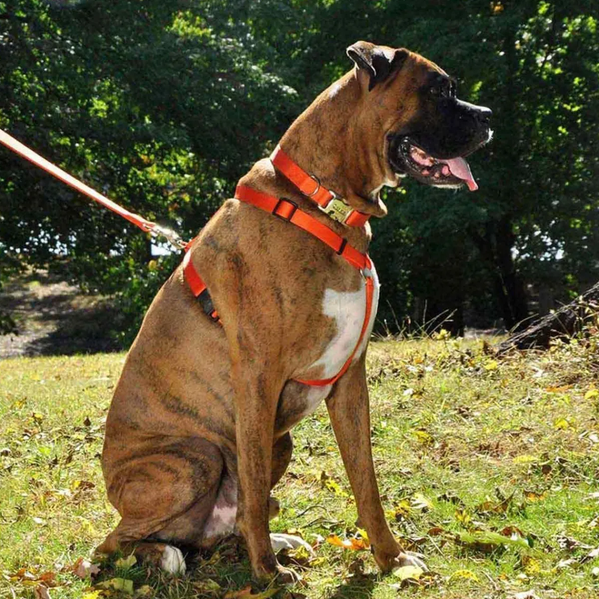 coastal_adjustable_harness_small_quot_by_quot_3.webp Ryan's Pet Supplies Coastal Adjustable Harness Small 5/8" by 14-24"