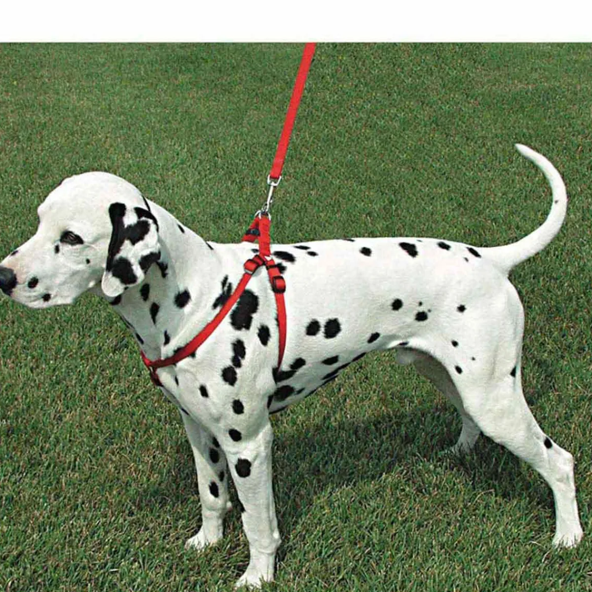 coastal_comfort_wrap_adjustable_harness_large_quot_by_quot_4.webp Ryan's Pet Supplies Coastal Comfort Wrap Adjustable Harness Large 3/4" by 20-30"
