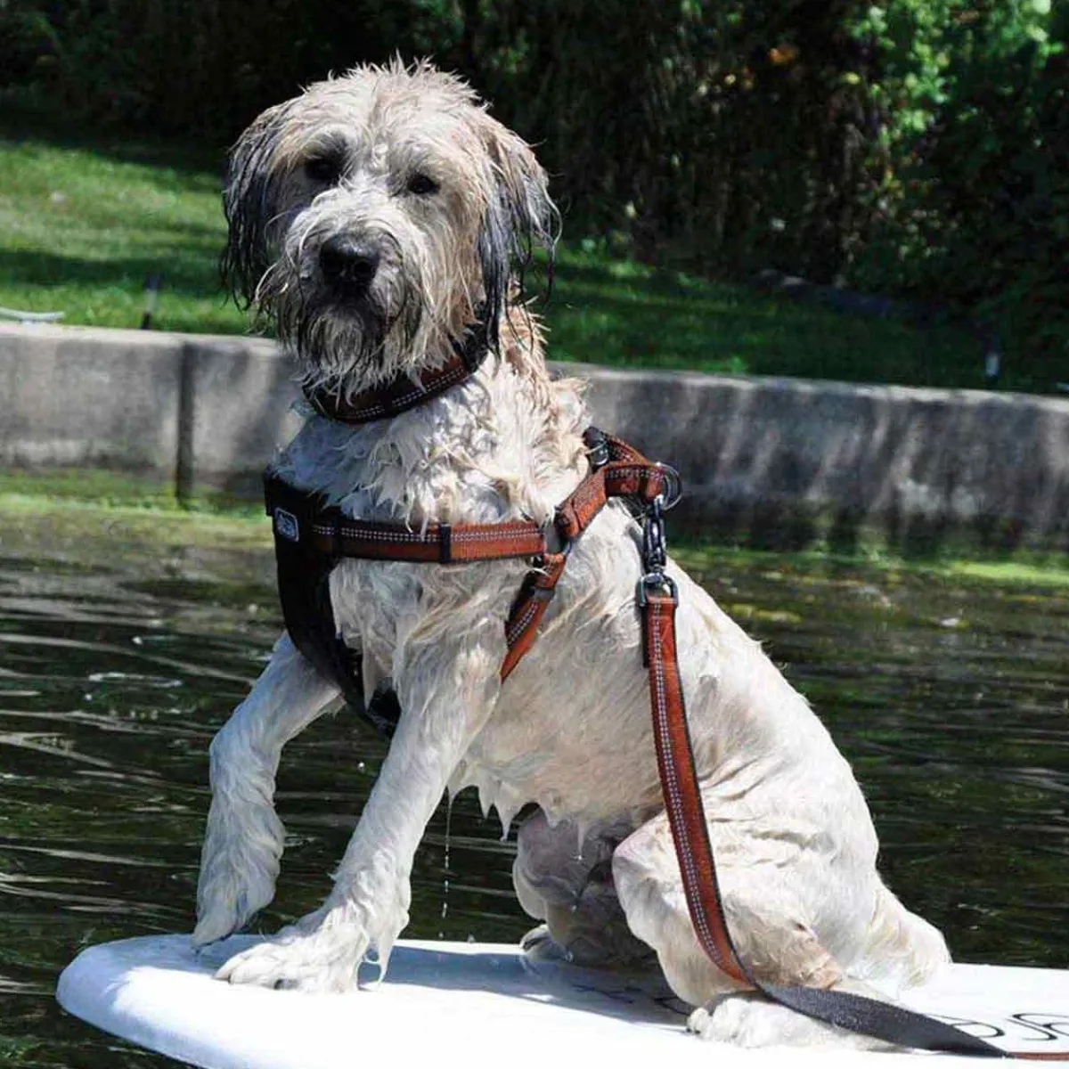 coastal_k_explorer_medium_harness_quot_by_quot_4.webp Ryan's Pet Supplies Coastal K9 Explorer Medium Harness 1" by 20-30"
