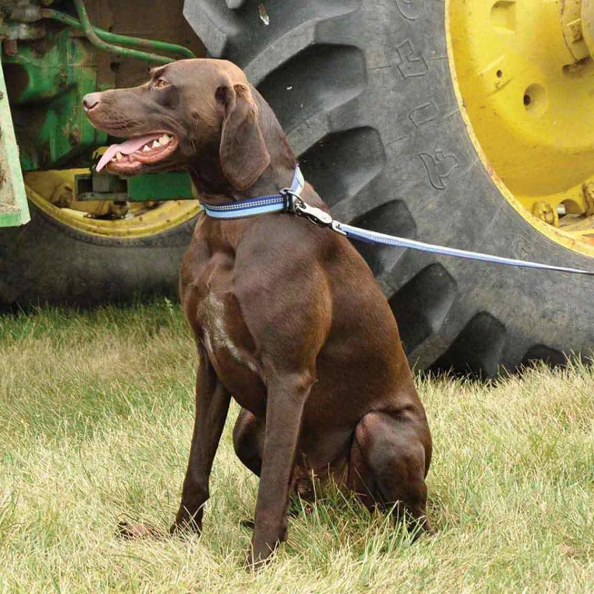 coastal_k_explorer_quotcollar_quot_4.webp Ryan's Pet Supplies Coastal K9 Explorer 5/8"Collar 8-12"