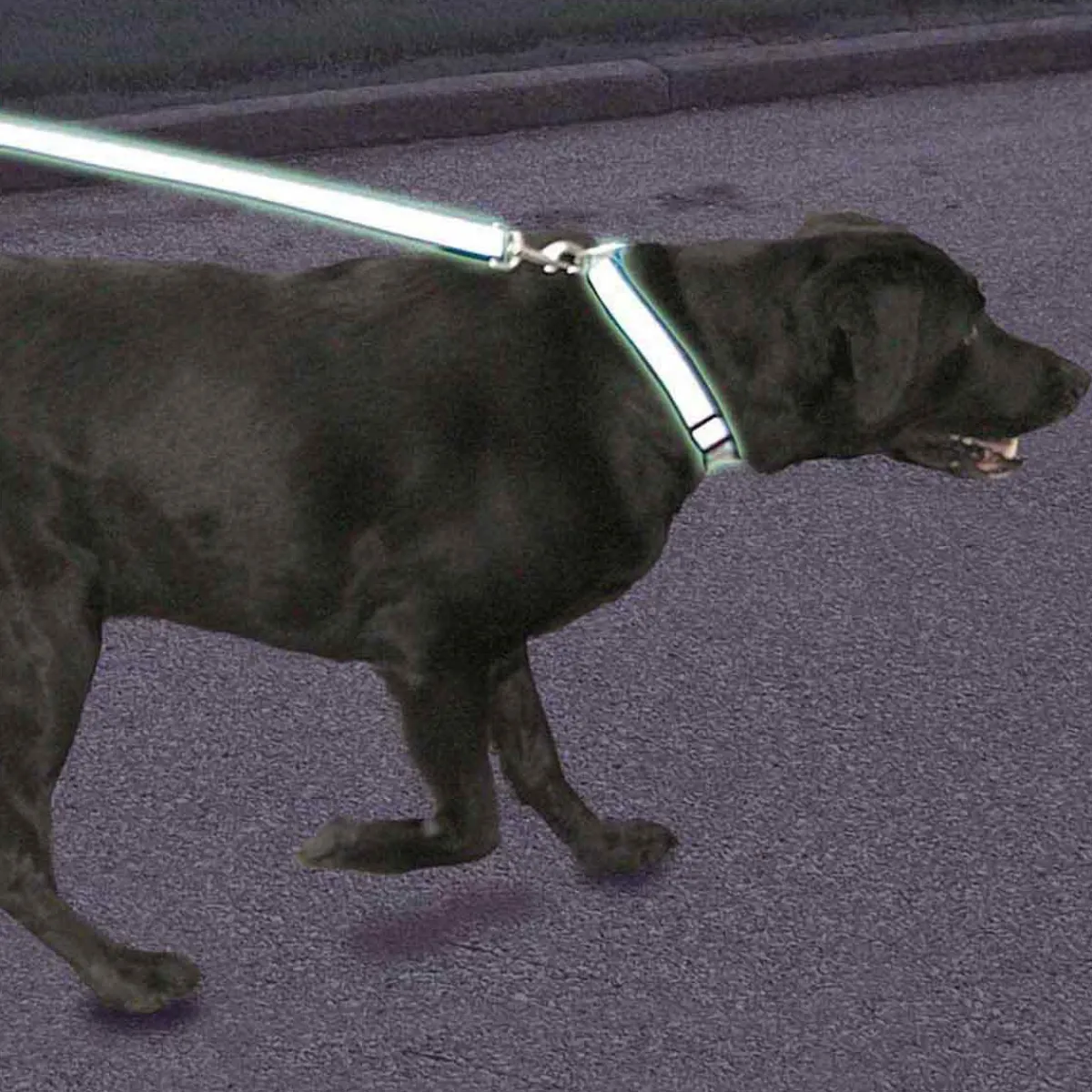 Ryan's Pet Supplies Coastal Lazer Brite Reflective Lead 5/8" x 6'