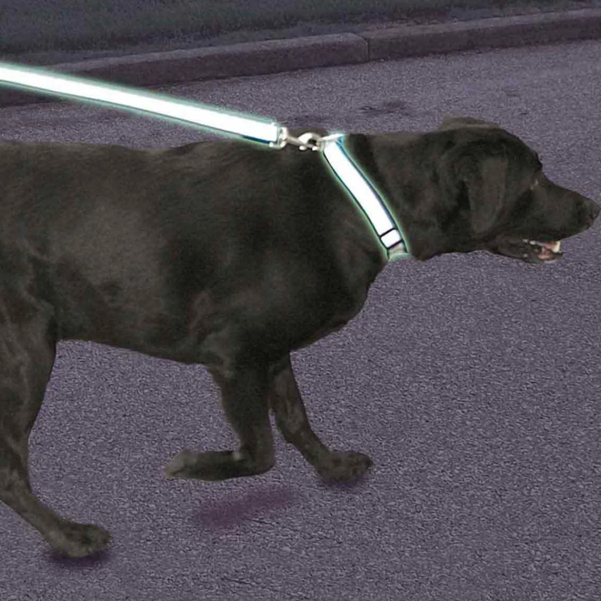 Ryan's Pet Supplies Coastal Lazer Brite Reflective Lead 3/8" x 6'