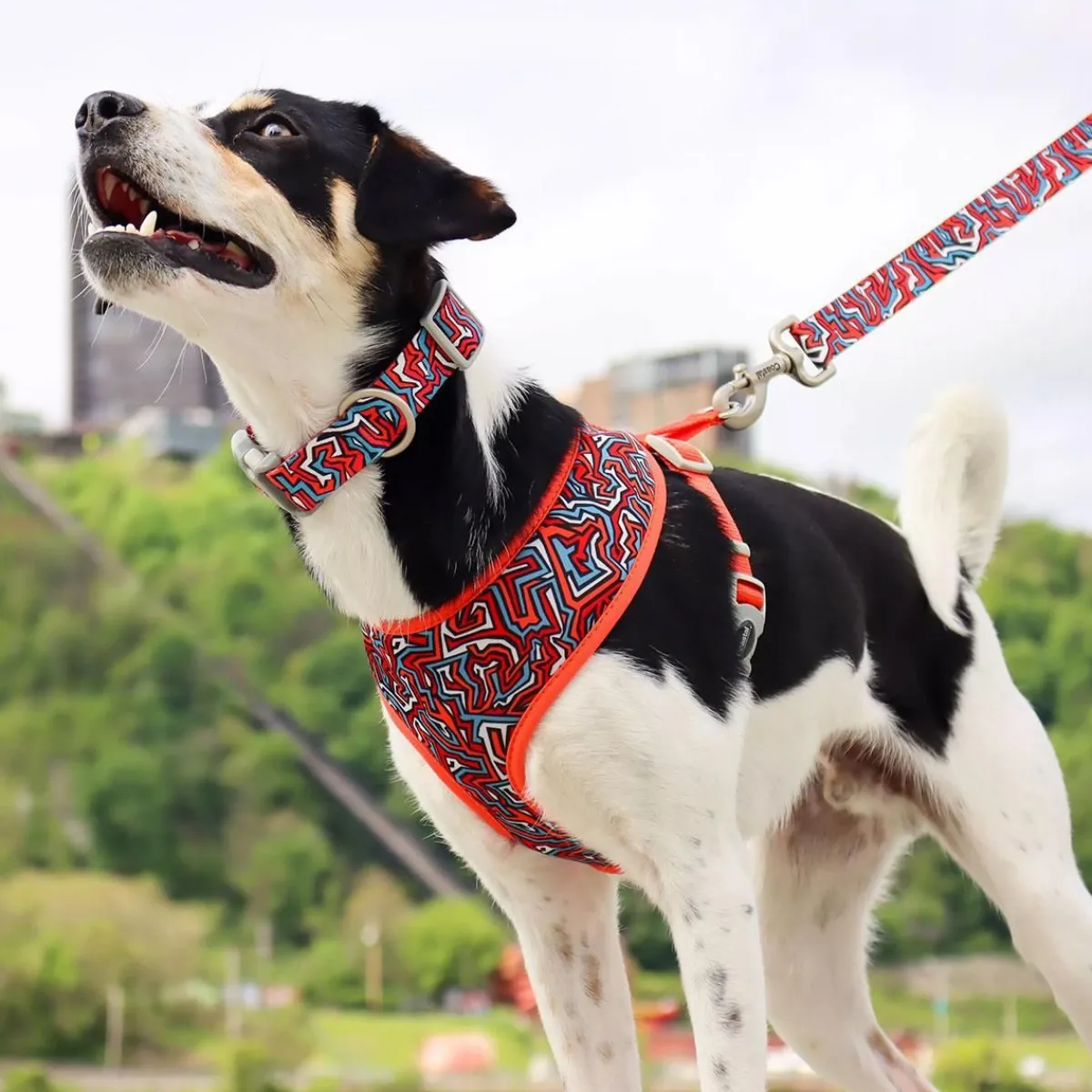 Ryan's Pet Supplies Coastal Sublime Reversible Dog Harness