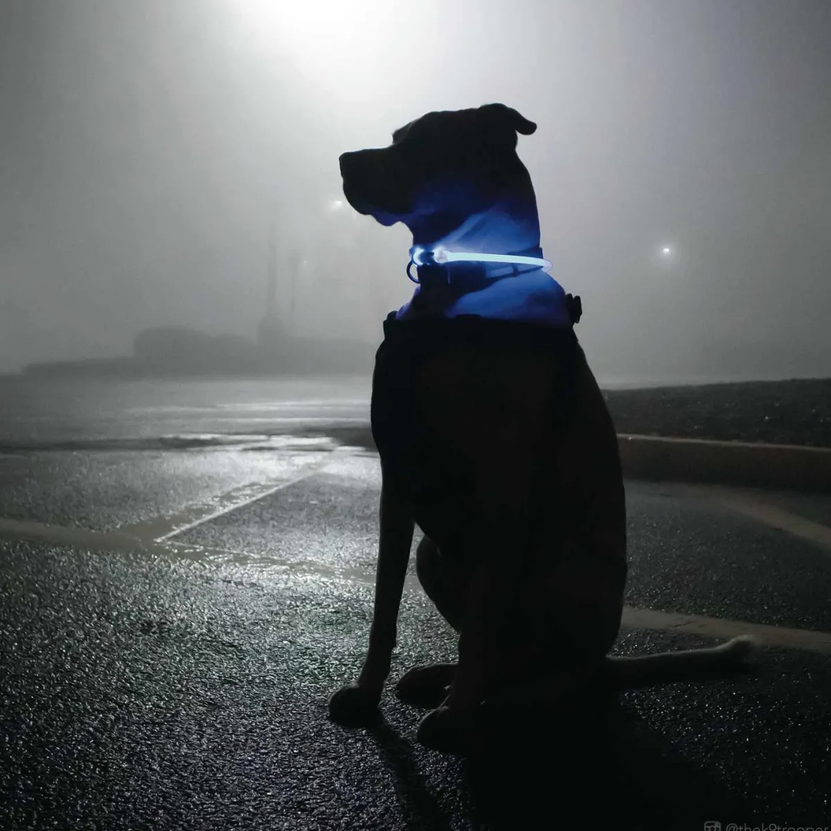 Ryan's Pet Supplies Coastal USB Light-Up Neck Ring