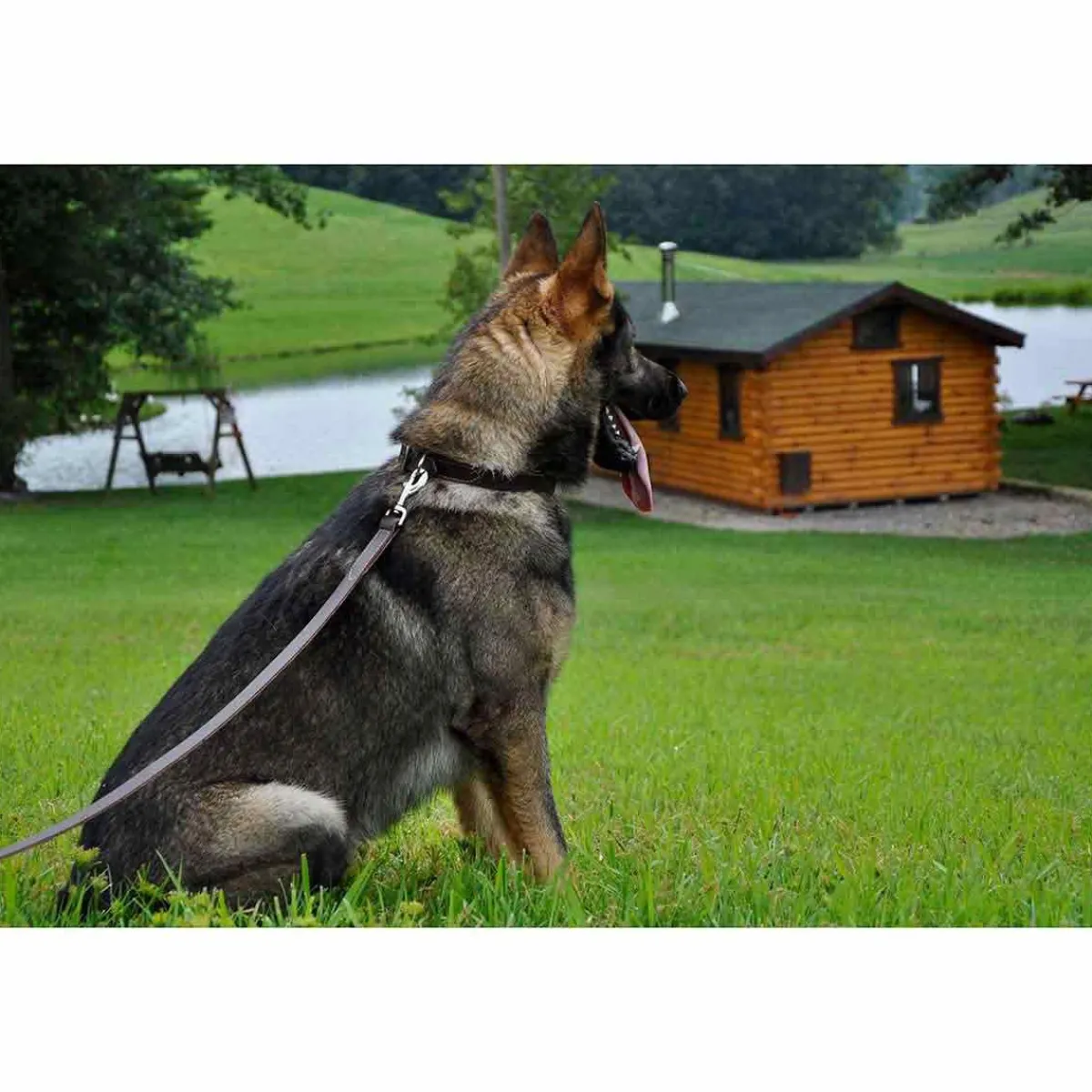 Ryan's Pet Supplies Flat Latigo Training Lead 6 X 1