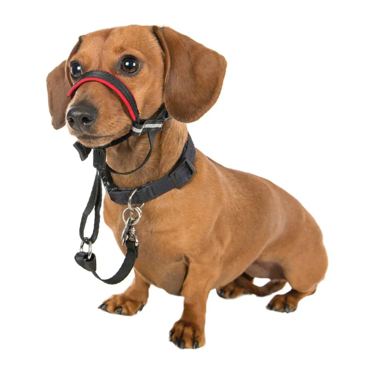 Ryan's Pet Supplies Halti Optifit Head Collar Size Small
