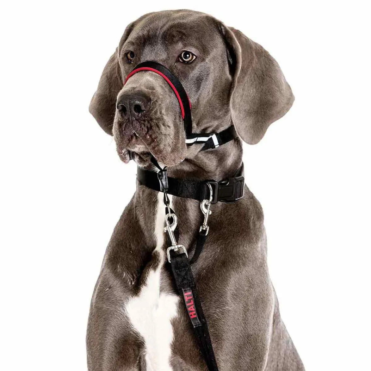 Ryan's Pet Supplies Halti Optifit Large