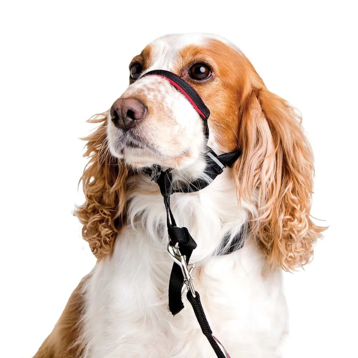Ryan's Pet Supplies Halti Optifit Medium
