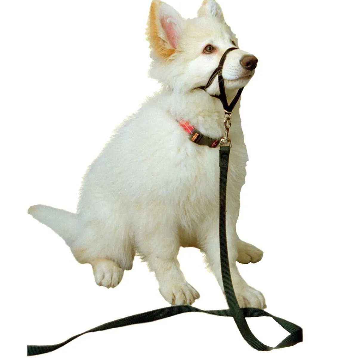 Ryan's Pet Supplies Halti Training Collar Size 0 for Mini and Toy Breeds