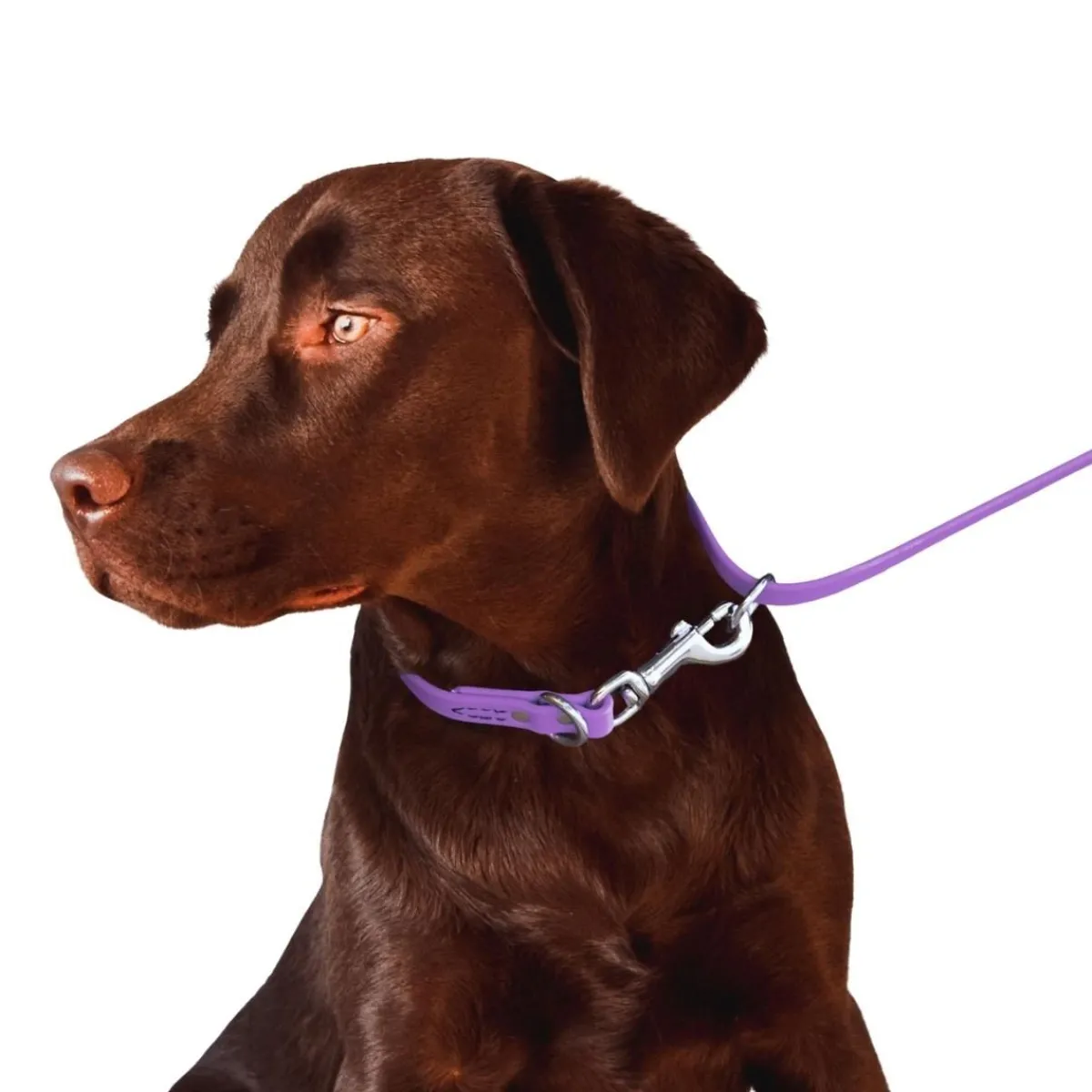 Ryan's Pet Supplies Jelly Pet Biothane Multi-Purpose Dog Leash 3/8''