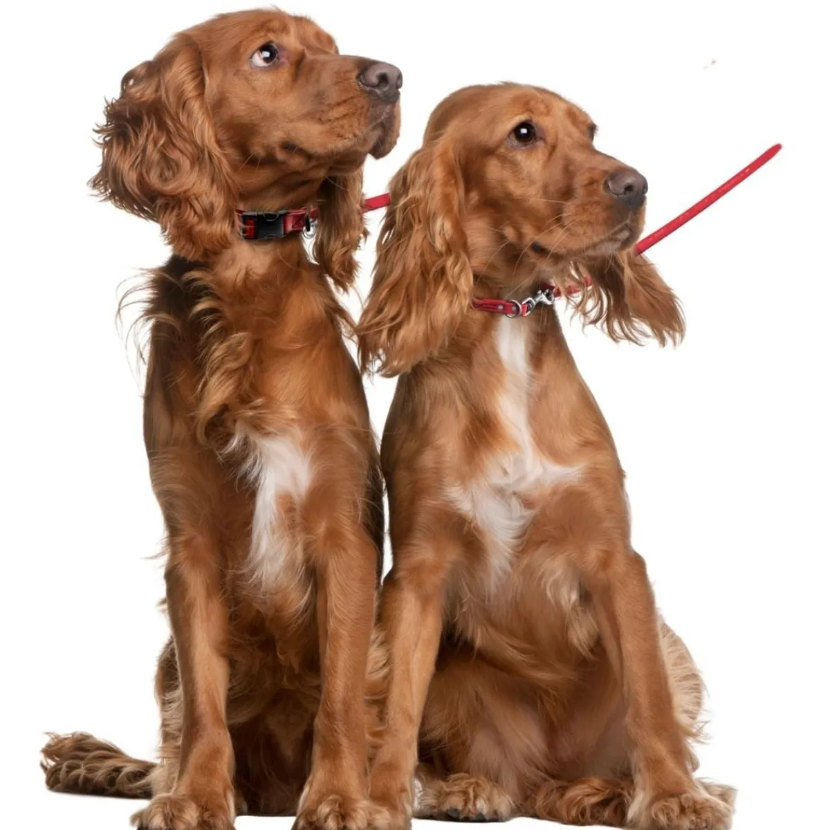 Ryan's Pet Supplies Jelly Pet Biothane Multi-Purpose Dog Leash - 5/8''