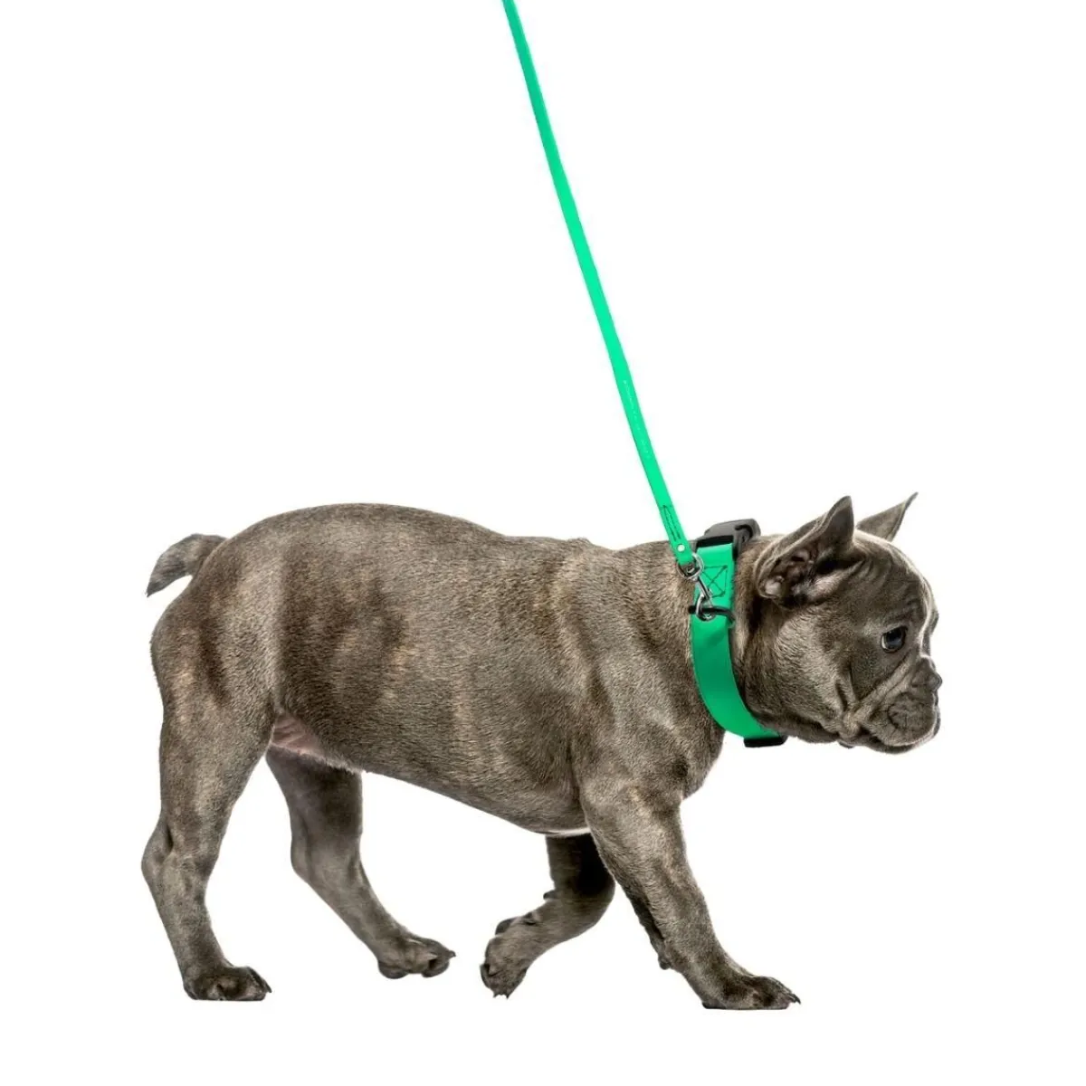 Ryan's Pet Supplies Jelly Pet Leash Standard Dog Leash 3/8'' x 6'
