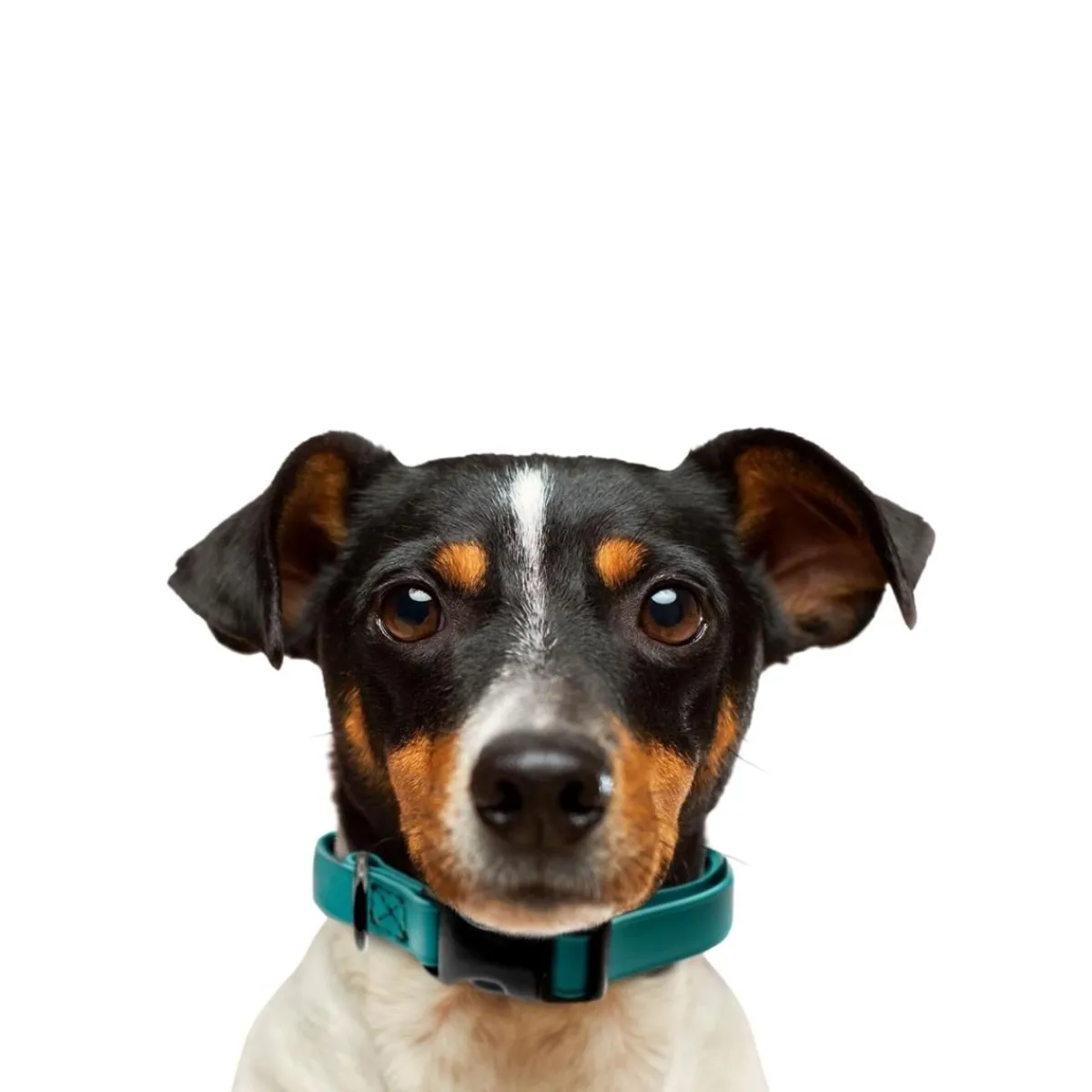 Ryan's Pet Supplies Jelly Pet Small Dog Collar 3/4" x 11''-16''
