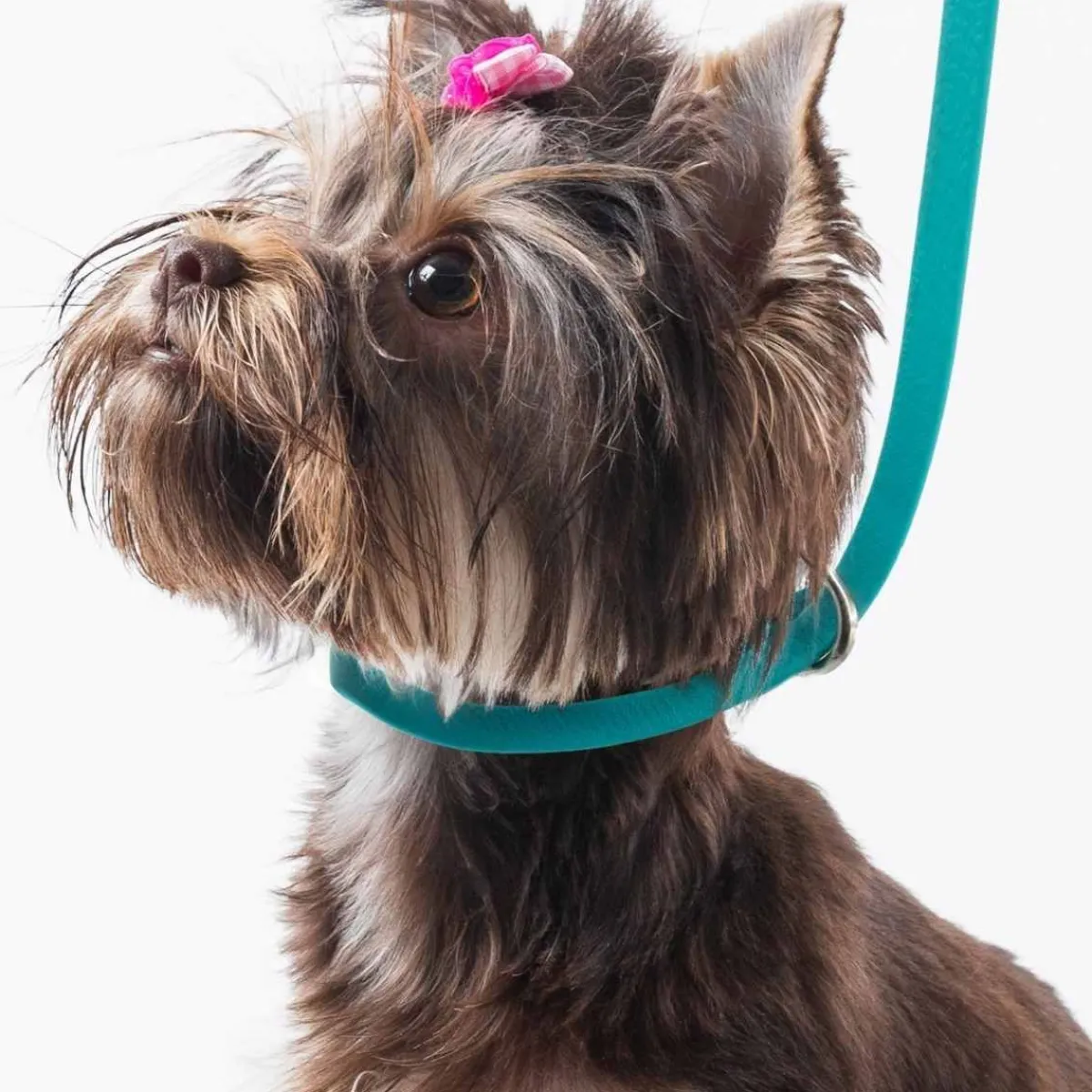 Ryan's Pet Supplies Jelly Pet Waterproof Grooming Slip-Style Loop - 1/2" X 30"