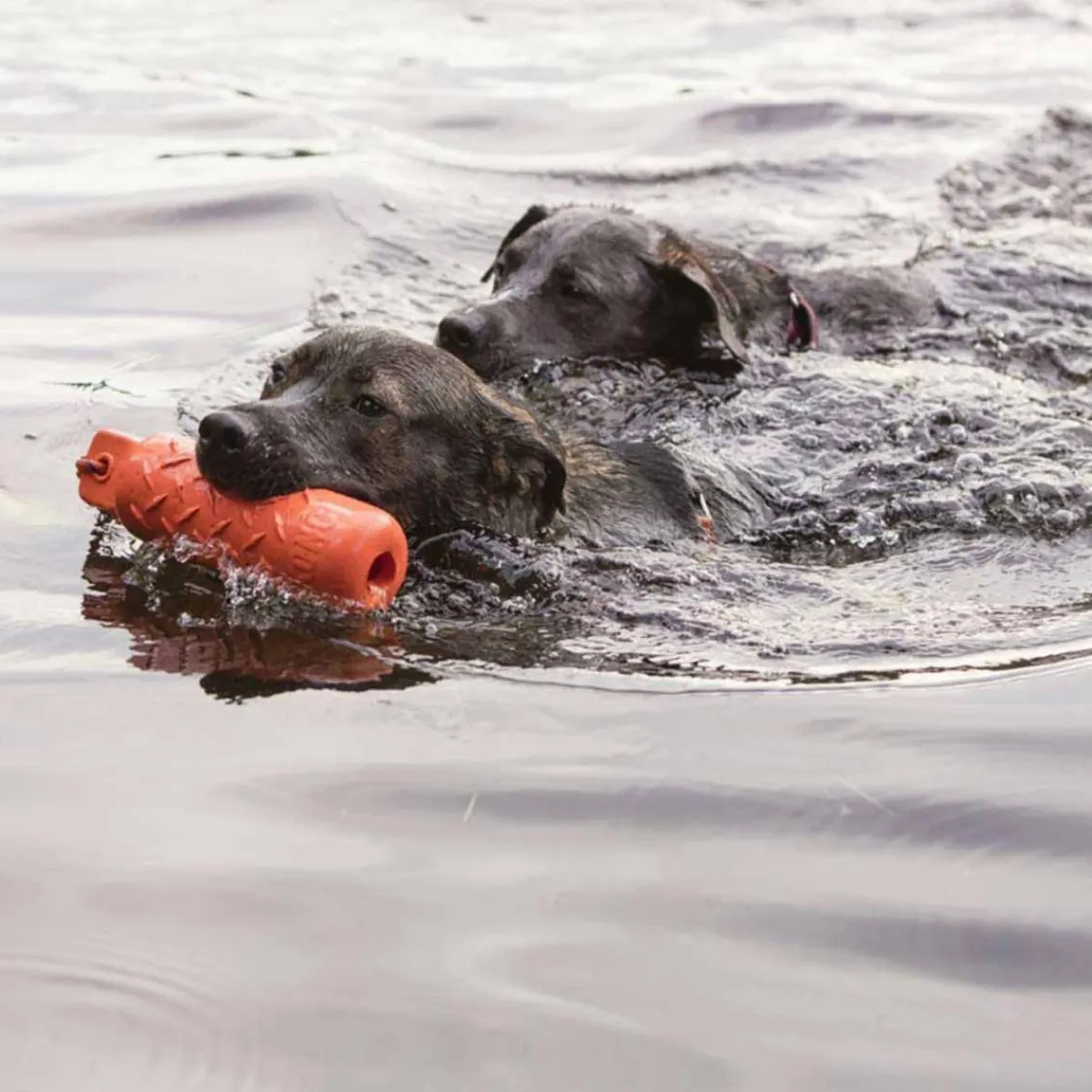kong_training_dummy_large_1.webp Ryan's Pet Supplies KONG Training Dummy Large