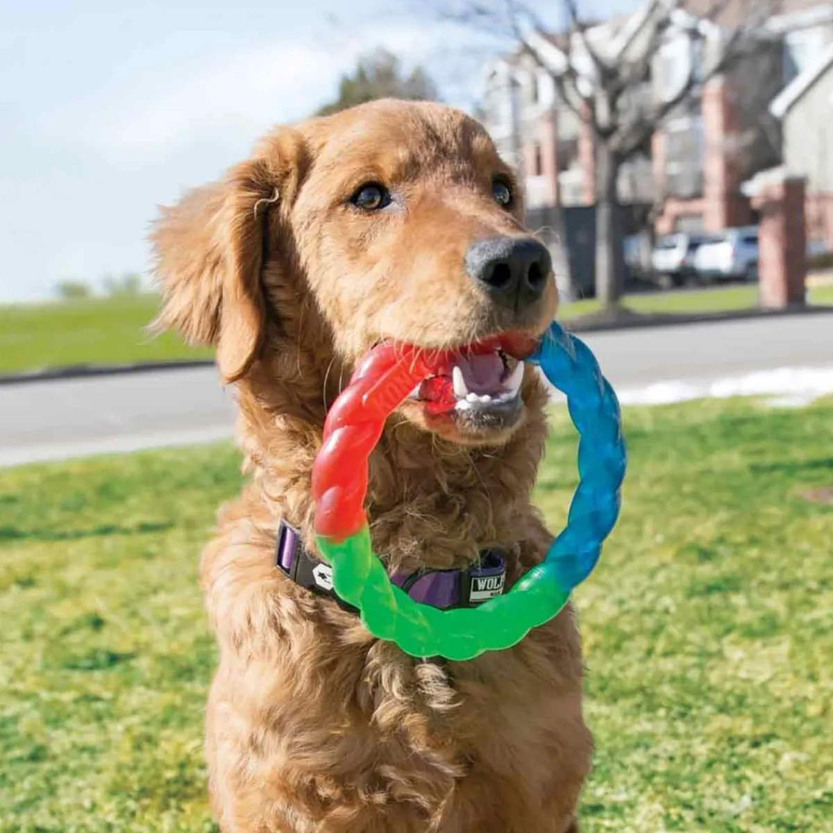 Ryan's Pet Supplies KONG Twistz Ring Small
