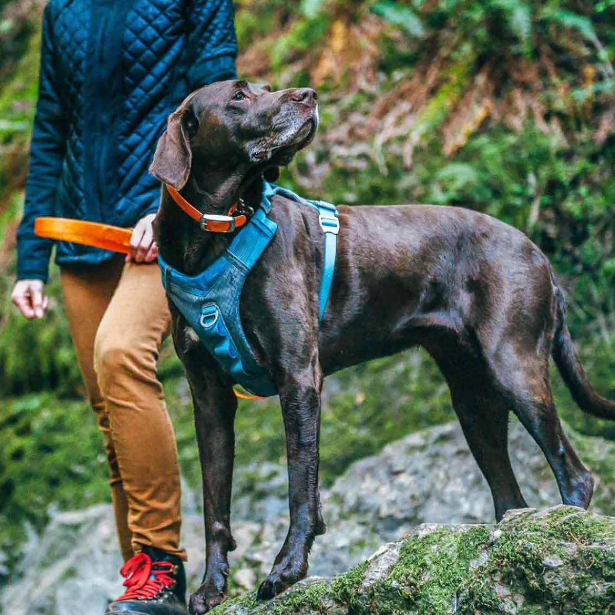 kurgo_journey_air_harness_lightweight_harness_for_pets_4.webp Ryan's Pet Supplies Kurgo Journey Air Harness Lightweight Harness for Pets
