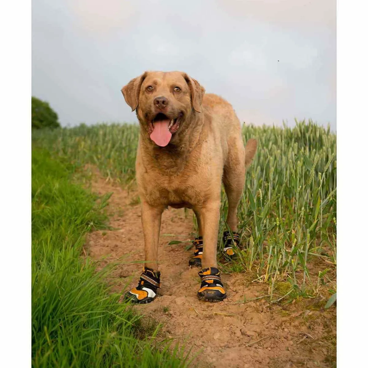 kurgo_stepnstrobe_dog_shoes__xs__orangeblack_5.webp Ryan's Pet Supplies Kurgo Step-n-Strobe Dog Shoes - XS (2.25'') Orange/Black