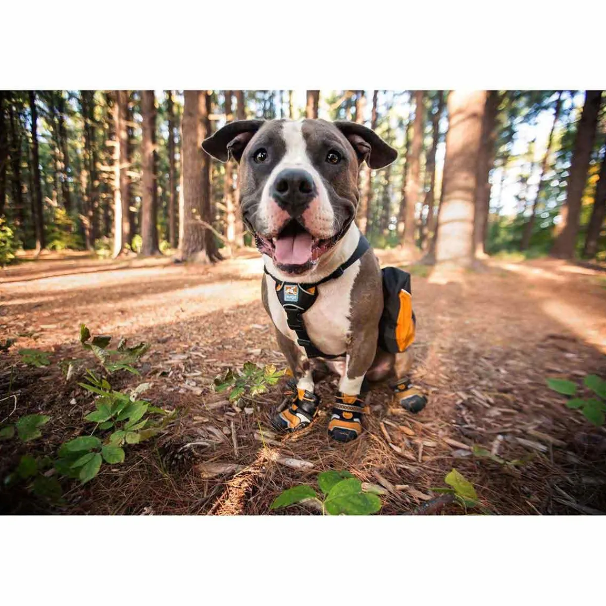 kurgo_stepnstrobe_dog_shoes__xs__orangeblack_7.webp Ryan's Pet Supplies Kurgo Step-n-Strobe Dog Shoes - XS (2.25'') Orange/Black