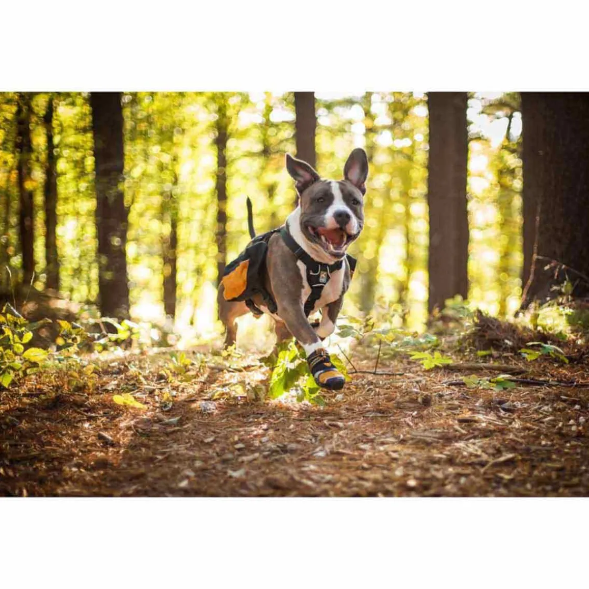 kurgo_stepnstrobe_dog_shoes__xs__orangeblack_8.webp Ryan's Pet Supplies Kurgo Step-n-Strobe Dog Shoes - XS (2.25'') Orange/Black