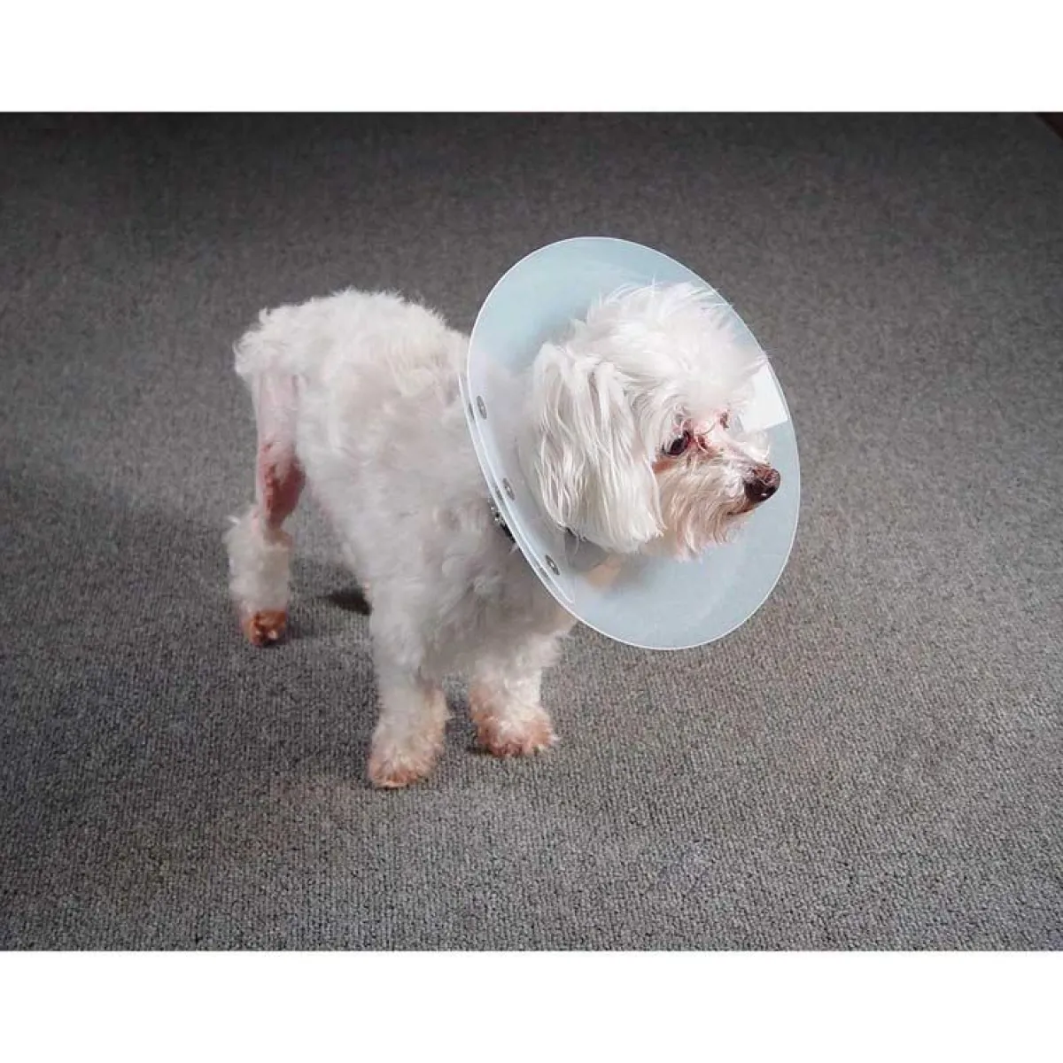 Ryan's Pet Supplies KVP Saf-T-Shield Elizabethan Collar - Medium