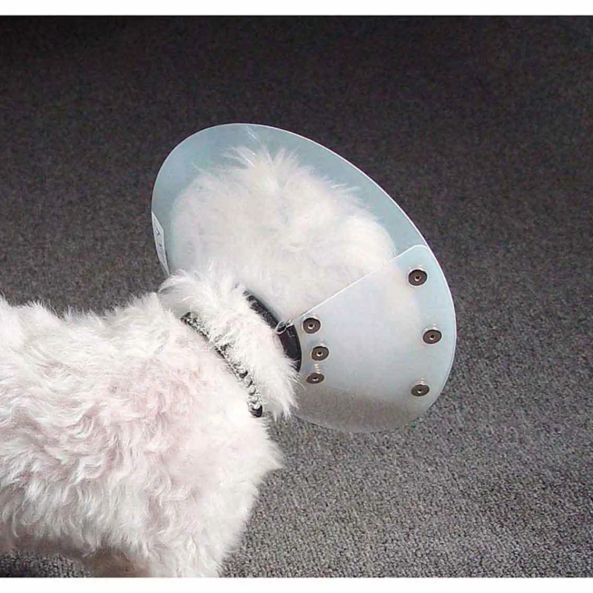 Ryan's Pet Supplies KVP Saf-T-Shield Elizabethan Collar - Medium