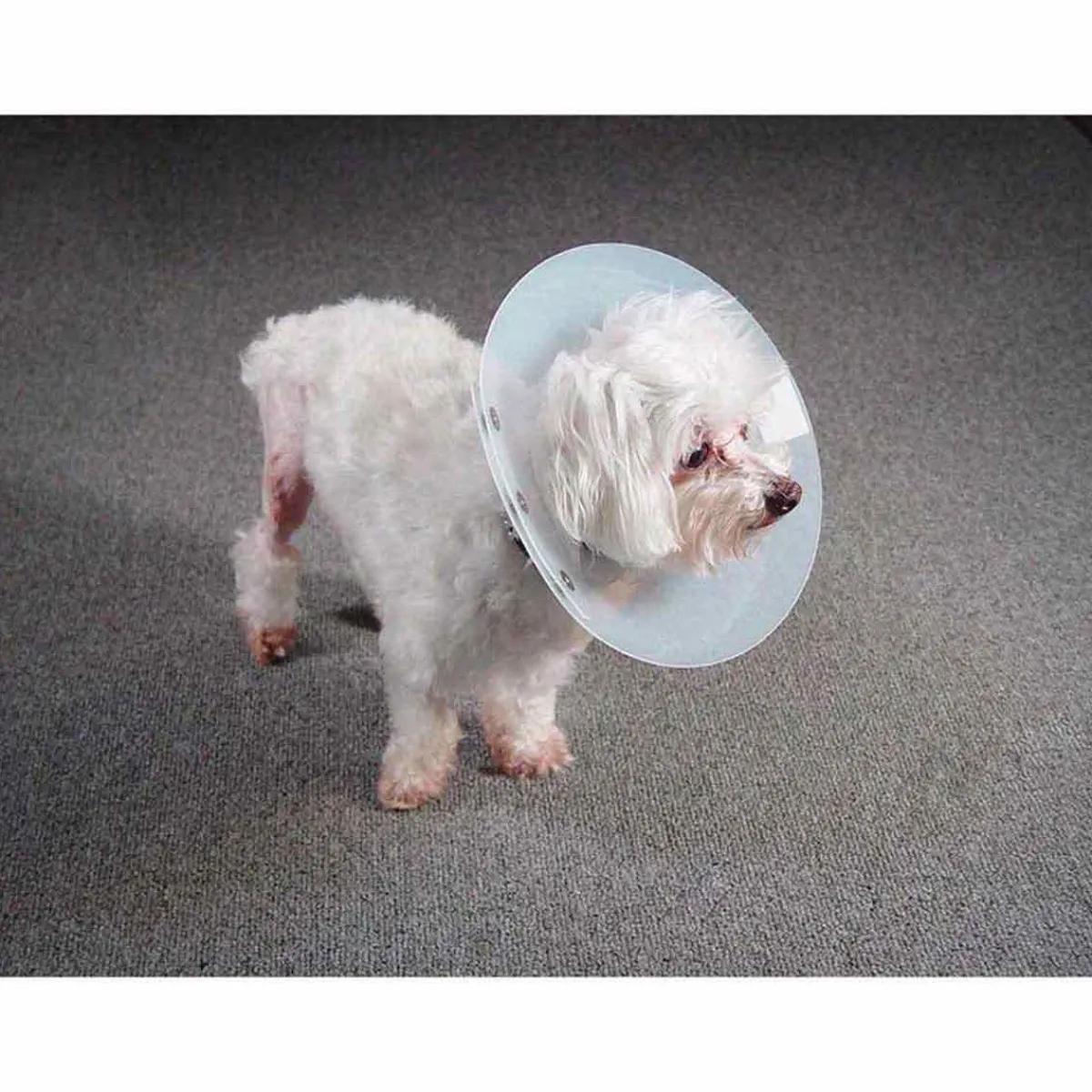 Ryan's Pet Supplies KVP Saf-T-Shield Elizabethan Collar - Small