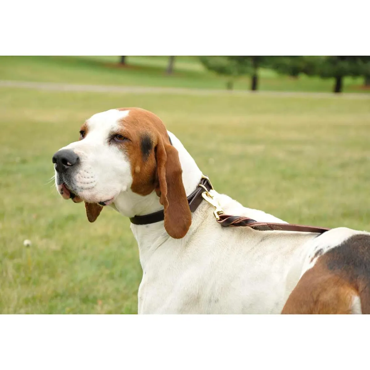 Ryan's Pet Supplies Latigo Leather Twist Lead with Brass Hardware 1" X 6'