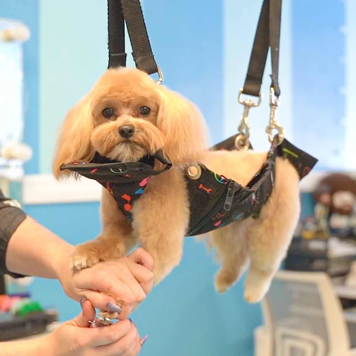 Ryan's Pet Supplies Loyalty Pet Products - Nail Grooming Hammock