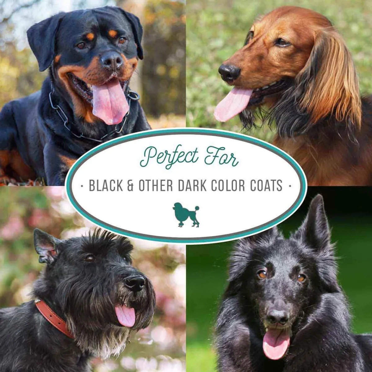 natures_specialties_vantablack_night_pet_shampoo__7.webp Ryan's Pet Supplies Nature's Specialties Vantablack Night Pet Shampoo 16:1