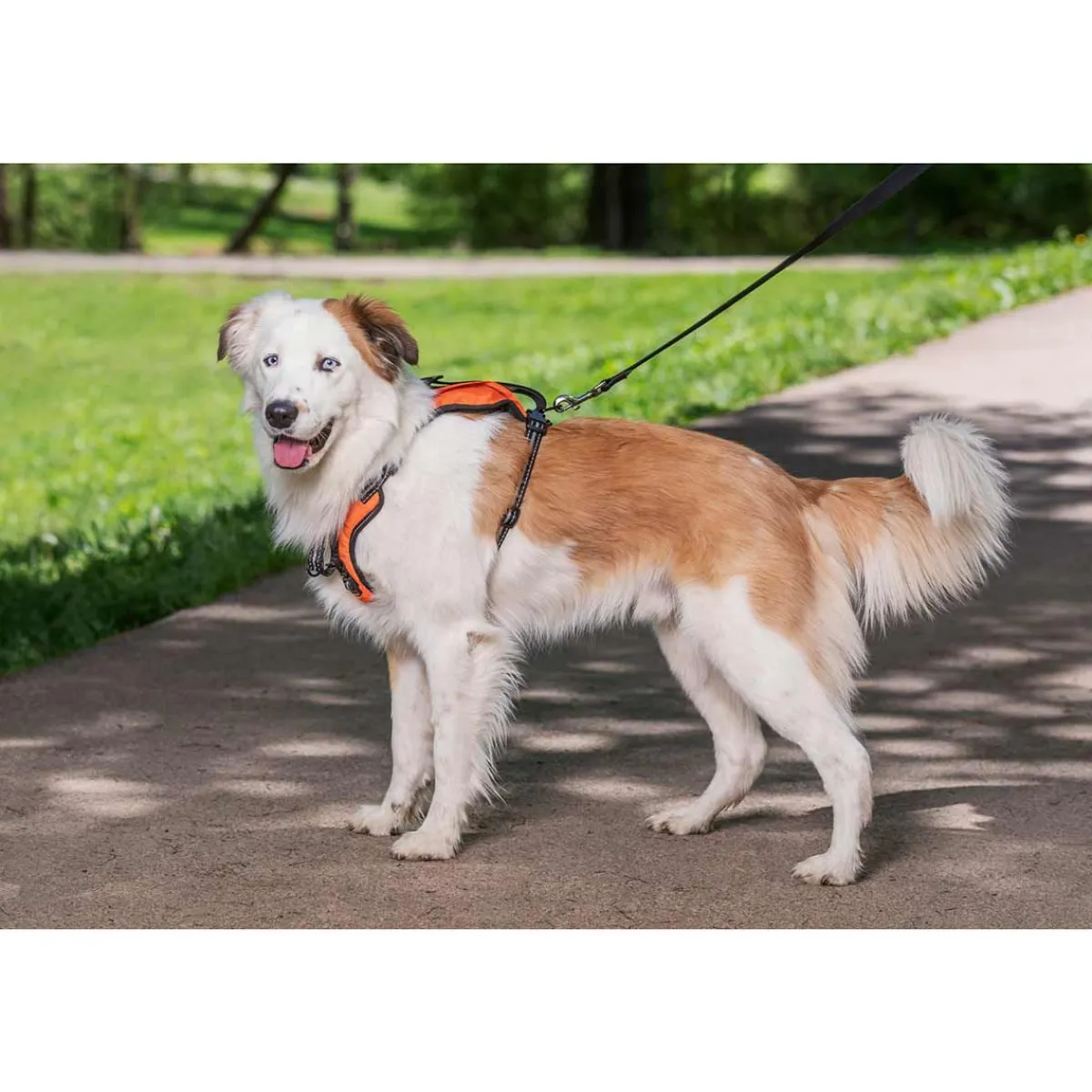 Ryan's Pet Supplies PetSafe® Walk Along™ Outdoor Harness