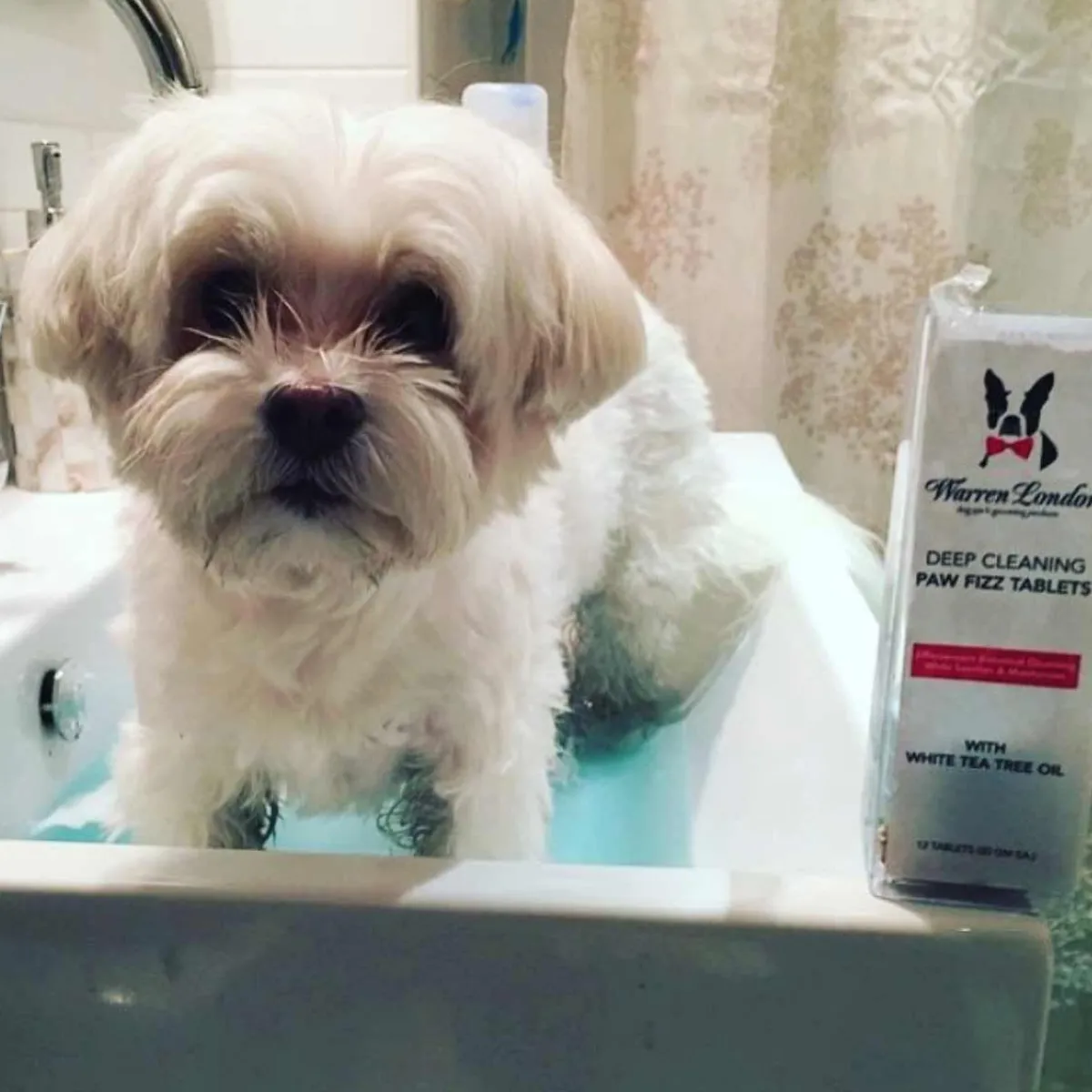 warren_london_deep_cleaning_paw_fizz_5.webp Ryan's Pet Supplies Warren London Deep Cleaning Paw Fizz